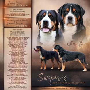 Grosser Schweizer Sennenhund Welpen FCI