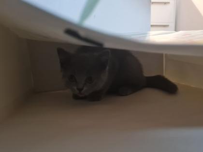BKH Kitten suchen ein Zuhause