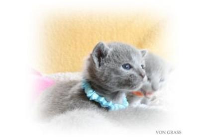 Russisch Blau kitten