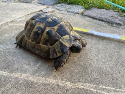 Verkaufe 2 griechische Landschildkröten, männlich