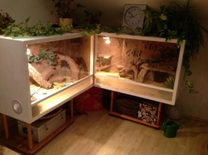 Großes Eckterrarium mit zwei Bartagamen abzugeben