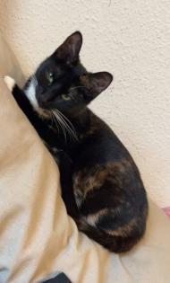 Ruhige, zurückhaltende Katze abzugeben Liebevolles Zuhause gesucht