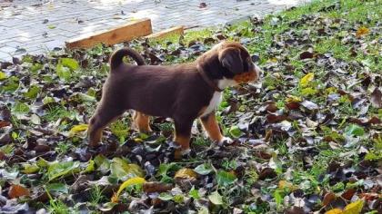 Appenzeller Sennenhund FCI Papiere