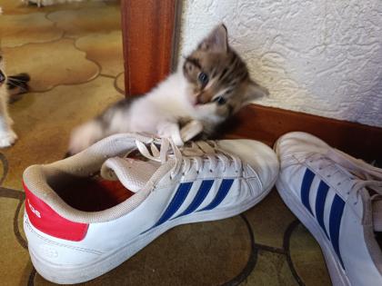 Katzenbabys abzugeben