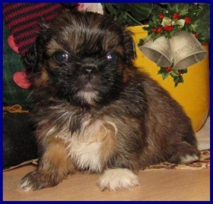 Chihuahua - Pekinesen Mix