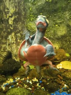 Emydura subglobosa, Rotbauch-Spitzkopfschildkröten, Wasserschildkröten