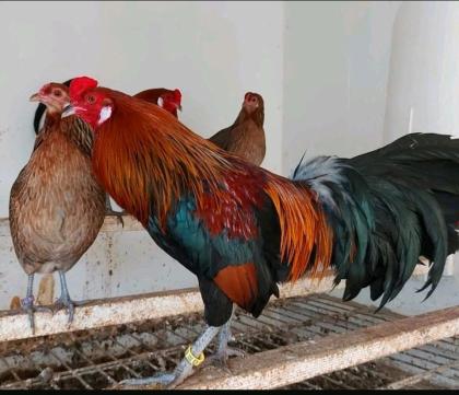 Bruteier deutsches Buschhuhn Grünleger