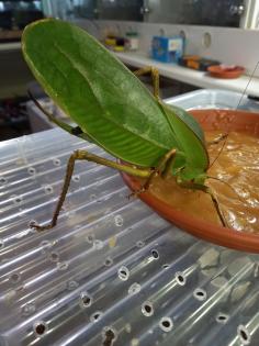 Siliquofera grandis