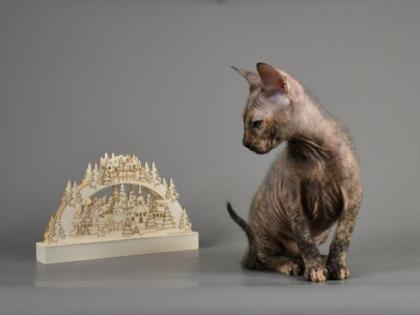 Sphynx Don Kitten mit 2G - Abgabebereit Reinrassige mit Tasthaare