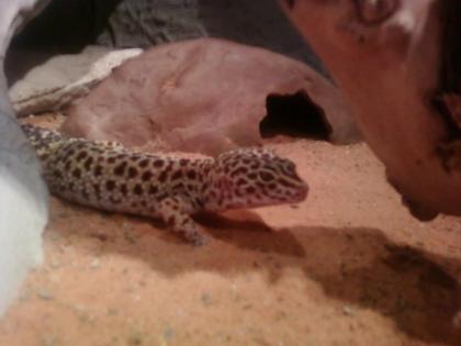 3 leopardgecko weibchen