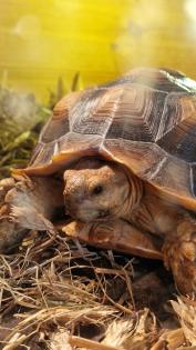 Spornschildkröte zu verkaufen