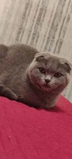 Bkh Scottish fold Katze