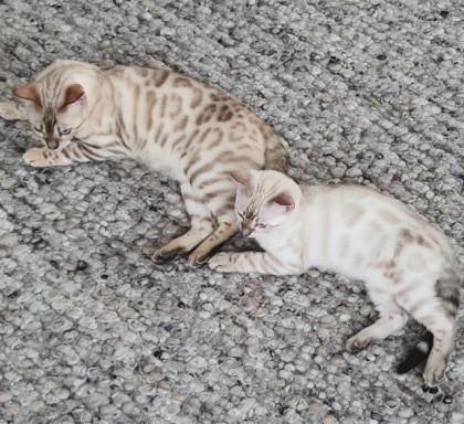 Bengal Kitten snow Katzenbaby seal lynx rosetted tabby