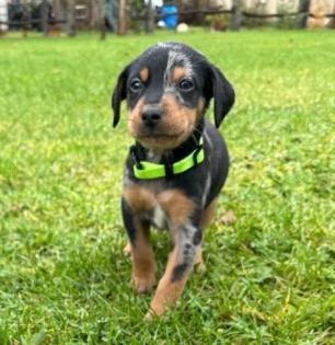Australian Shepherd-Deutscher Pinscher-Welpen