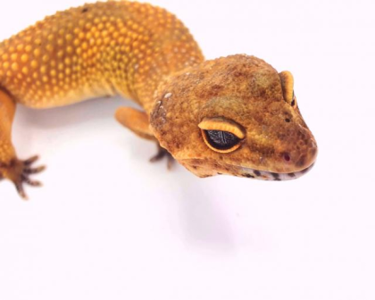 Leopardgecko Manderine Tangerine Weibchen von 2021