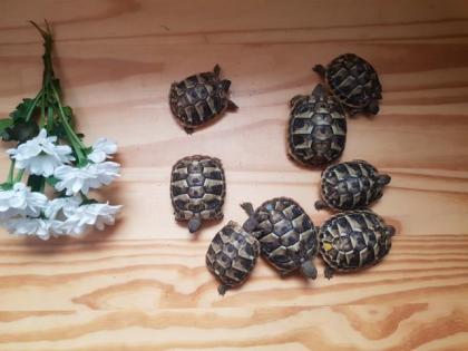 Nachzucht Griechische Landschildkröten testudo hermanni hermanni mit Cites