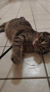 Katzen Schwestern zusammen