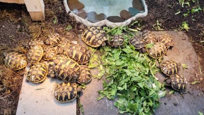 Griechische Landschildkröten 2021/2022 aus naturnaher Zucht