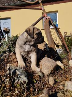 Reinrassige Cane Corso italiano Welpen