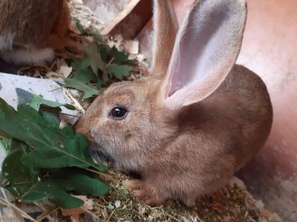 Mecklenburger Schecken Kaninchen Bock Rammler Männchen