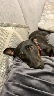 Jagdterrier Patterdaleterrier Welpen