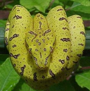 Sorong viridis ARU