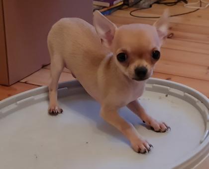 Zuckersüßer chihuahua rüde Abgabebereit
