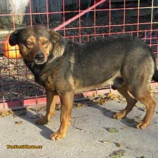 Seneca sucht ein zuhause