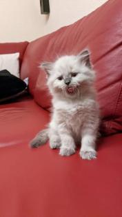 Ragdoll Kitten