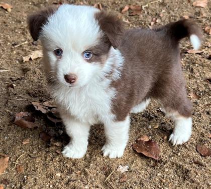 Miniature Australian Schepherd Welpen Mini Aussie