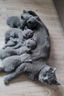 BKH Kitten suchen ein Zuhause