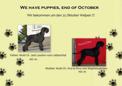 Wir erwarten ende Oktober schwarze Riesenschnauzer Welpen