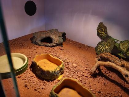 Zwergbartagamen Adult Pogona Henrylawsoni Pärchen mit Terrarium