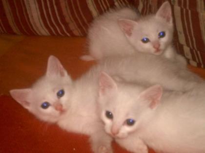 3 schneeweiße türkisch-thaimix babys