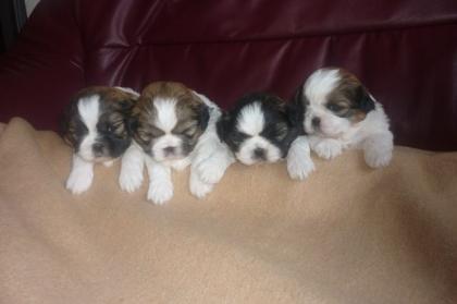 Vier süße shih Tzu Welpen suchen einen Platz