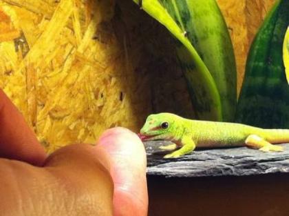 Madagaskar Taggecko Baby