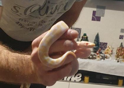 Königs python paar Männchen u Weibchen