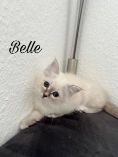Heilige Birma Kitten / unsere zuckersüßen Wölkchen