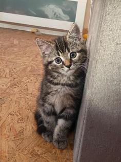 Siam-Perser-Mix Katzenwelpen