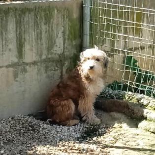 Lucky sucht ein Zuhause
