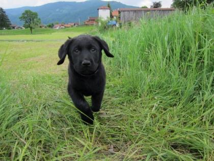 Super kernige Labrador-Welpen von Privat abzugeben, gechipt und geimpft, HD/ED-f