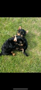 Mini Yorkshire Terrier