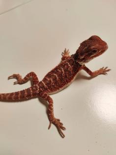 Bartagamen Babys Cawley Red P. Vitticeps