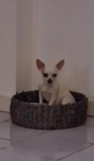 Chihuahua Welpen suchen ein liebevolles Zuhause