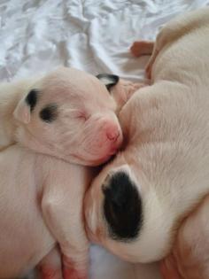 American Bulldog Standard Welpen