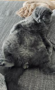 Deckkater BKH