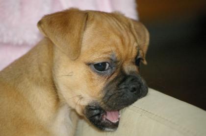 Der super Mops Rassmo Kleiner, lustiger Traumhund.