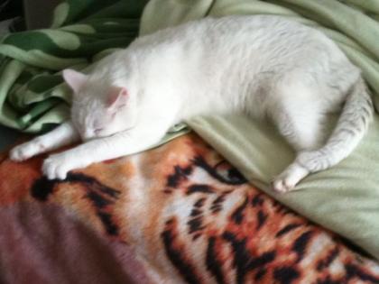 Entlaufen weißer BKH Kater
