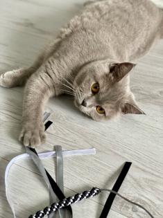 Zwei BKH Kitten abgabebereit