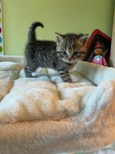 Reinrassige BKH Kitten 2 Katzen bereits reserviert